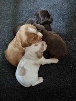Preview of the first image of KC registered Cocker Spaniels puppies for sale.