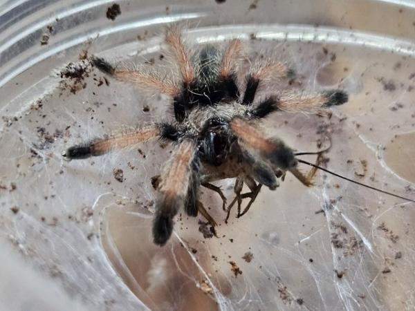 Image 2 of tarantulas, true spiders and spinny assassin bugs