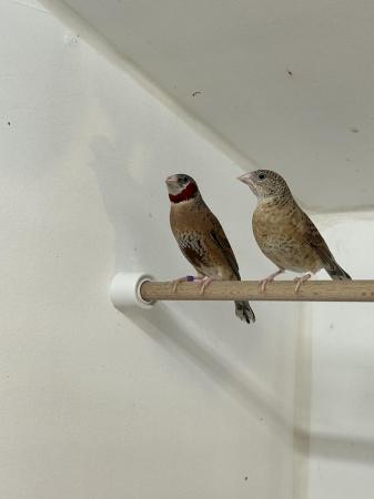 Image 3 of Pair of Cutthroat finches