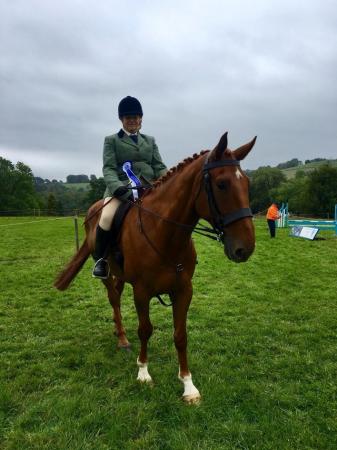 Image 29 of 17hh Irish sports horse gelding for part-loan