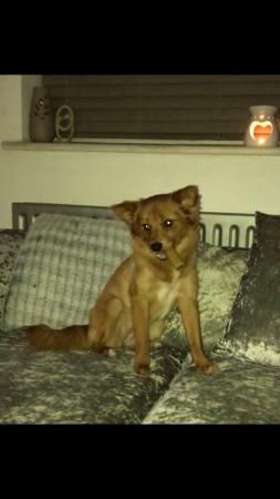 Image 2 of Female Red Pomeranian young adult