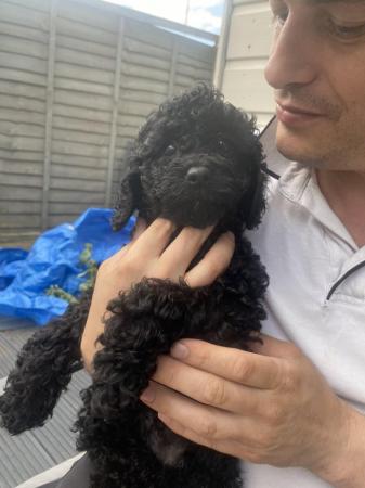 Image 3 of Beautiful cavapoo puppies from DNA tested parents