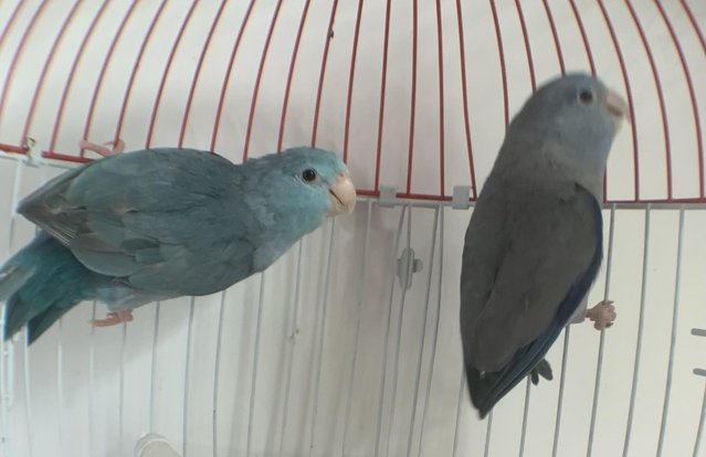 Image 4 of Breeding pair of parrotlets