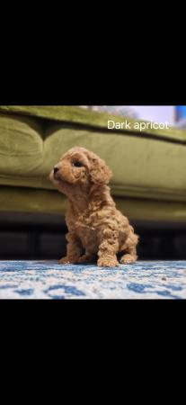 Image 11 of F1b cockapoo puppies for sale
