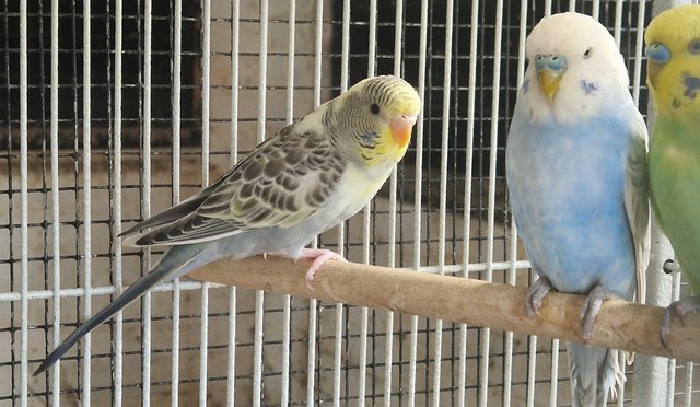 Image 7 of 2024 Aviary bred Budgies £20 each