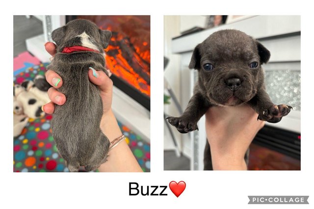 Image 10 of French bulldog puppies born 8/05/24