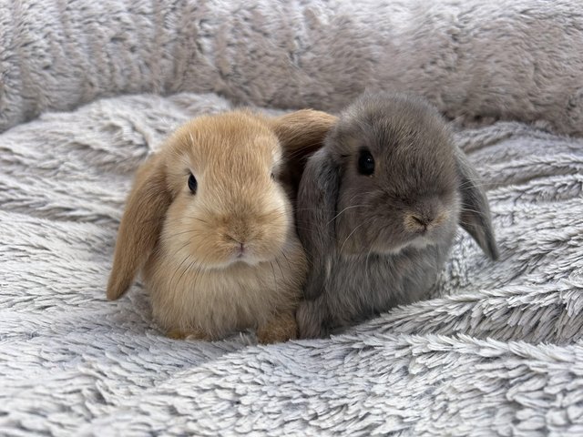 Preview of the first image of Lovely little baby bunnies.