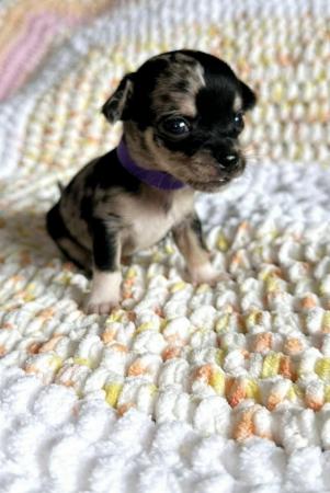 Image 2 of Chihuahua Puppies for sale