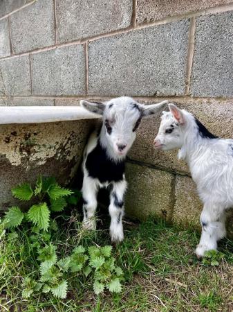 Image 18 of Registered Male Dwarf Dairy Goat Kids like Nigerian Dwarf