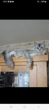 Image 10 of Stunning polydactyl maine coon girls