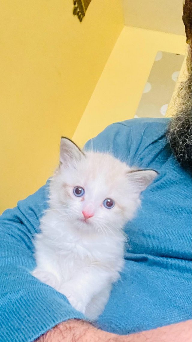 Preview of the first image of Pure breed ragdoll kitten.