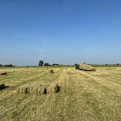 Preview of the first image of Hay for sale £ 4 small conventional.