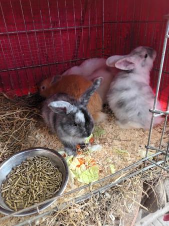 Image 2 of Mini lops 8wks old 5  £30 or two for £50