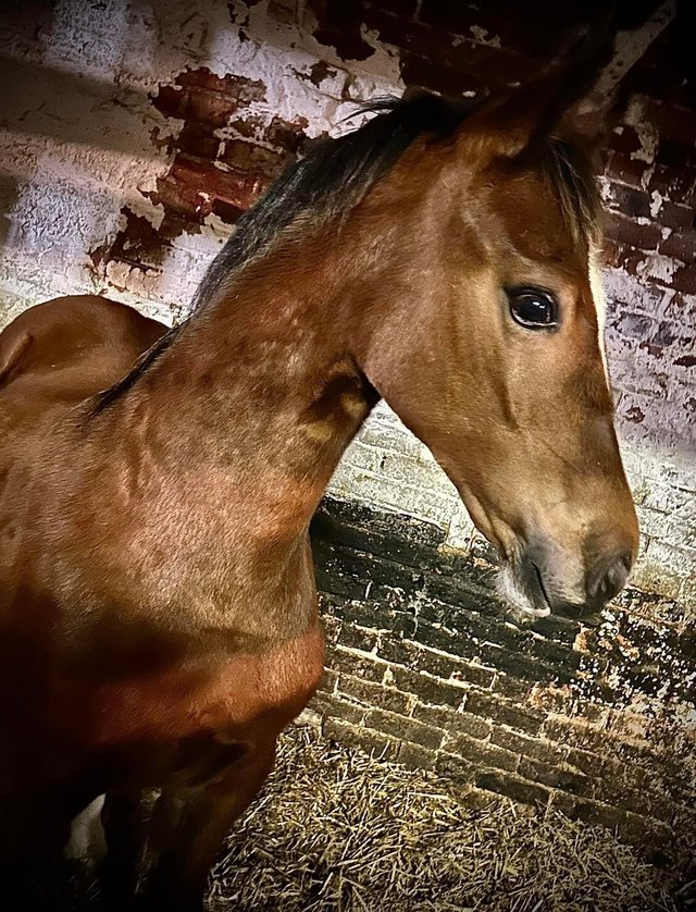 Preview of the first image of Welsh section D yearling colt.
