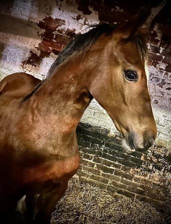 Image 1 of Welsh section D yearling colt