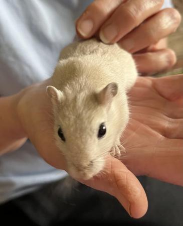 Image 18 of Male Gerbils available for sale