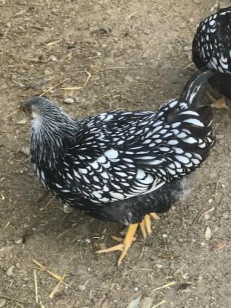 Image 5 of Pure Breed - Large Fowl Chickens - Female Pullets & POL