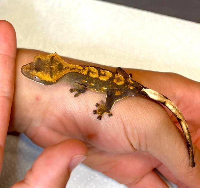 Preview of the first image of Crested gecko babies tri colour harlequin.