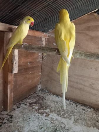 Image 5 of Ringneck Lutino pair for sale