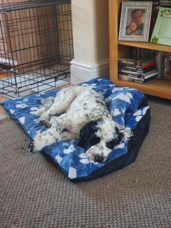 Image 4 of 1 Year Old Male Cockapoo Dog in Need of Good Home