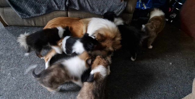 Image 1 of 8 week old rough collie pups for sale