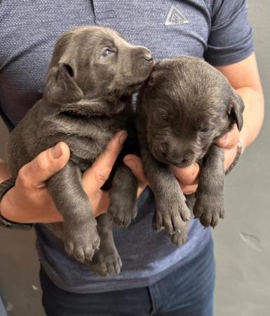 Image 4 of Stunning - Silver & Charcoal Labrador Pups
