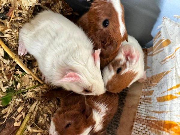 Image 5 of Baby Guineapigs, ready for new homes-hopefully with children