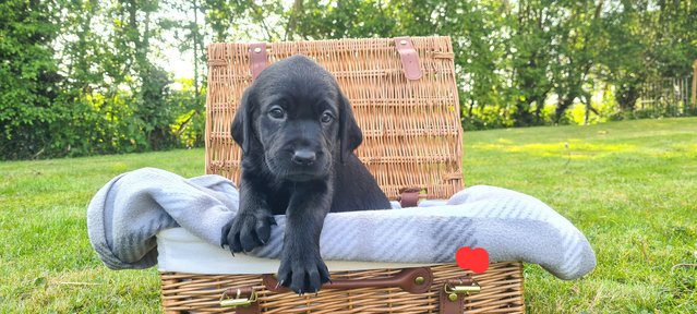 Image 9 of Beautiful kc Red and Black labrador puppies