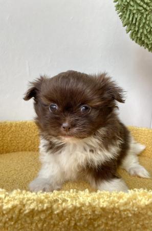 Image 3 of Ready Now Beautiful Pom shih pups 1 female 1 male