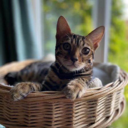 Image 5 of Bengal Kittens For Sale - GCCF Pedigree - Registered