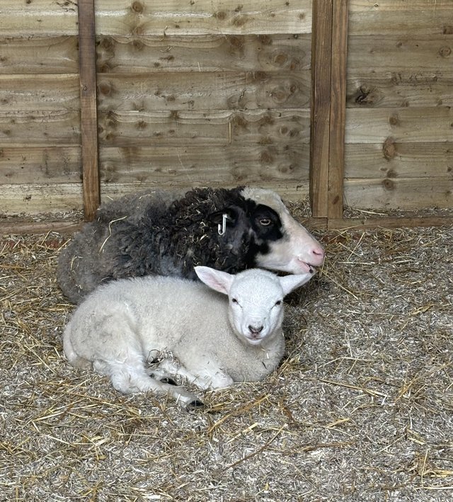 Preview of the first image of Ewe lamb Shetland x texel.