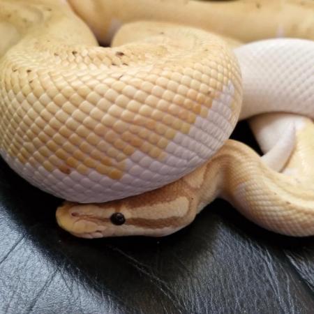 Image 5 of Adult male Coral Glow Yellow Belly Pied Royal python. Cb21