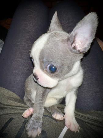 Image 30 of chunky rare colours full pedigree blue eyed Boston terriers