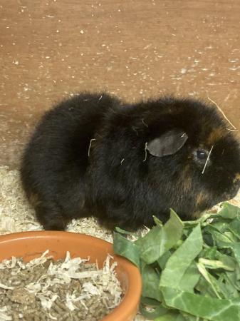 Image 3 of 6 month old male teddy guineapig