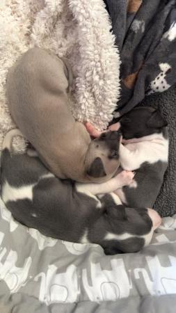 Image 6 of KC registered whippet puppies
