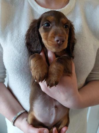 Image 11 of READY NOW KC MINI DACHSHUNDS