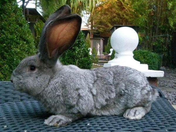 Image 6 of Quality Bred Pure Continental Giant Baby Rabbits