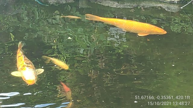 Image 1 of Pond Fish Rescue Service