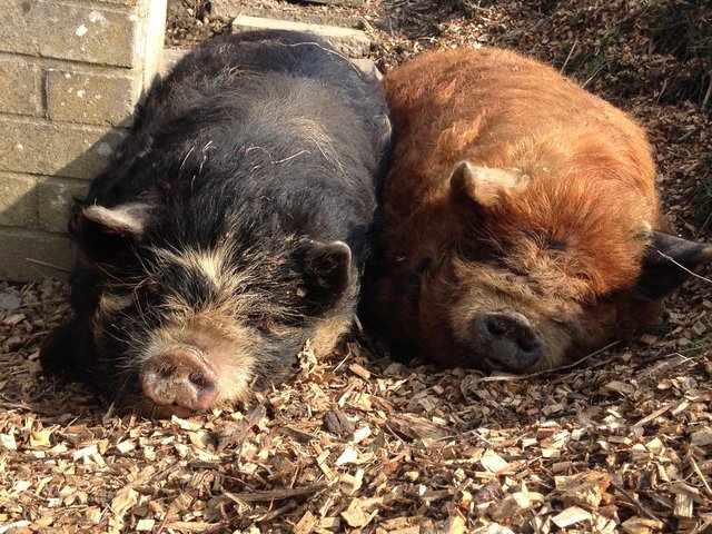 Preview of the first image of KuneKune Pigs - two intact Males.