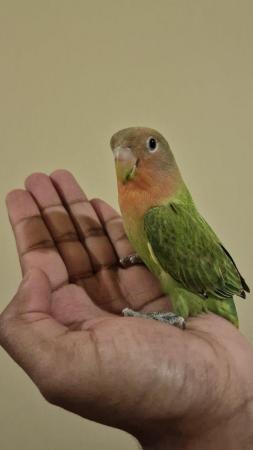 Image 3 of Handreared peach faced lovebird for sale