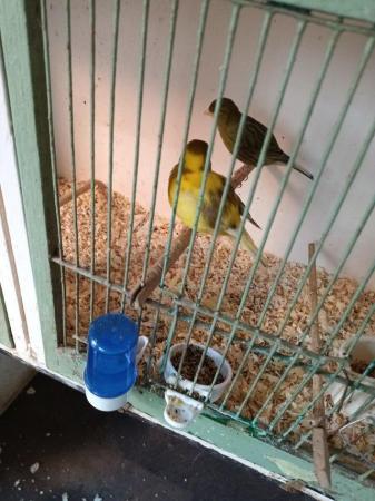 Image 3 of Canaries.  Various ages for sale