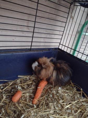 Image 3 of Male baby Peruvian guinea pig