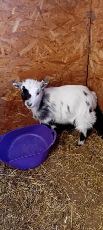 Image 3 of 15 week old registered female pygmy goat kid
