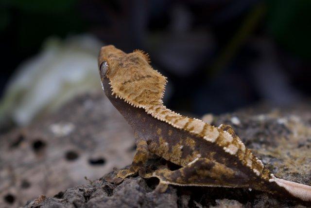 Image 4 of Excellent CB23 Young Crested Gecko with Tikis Geckos lineage
