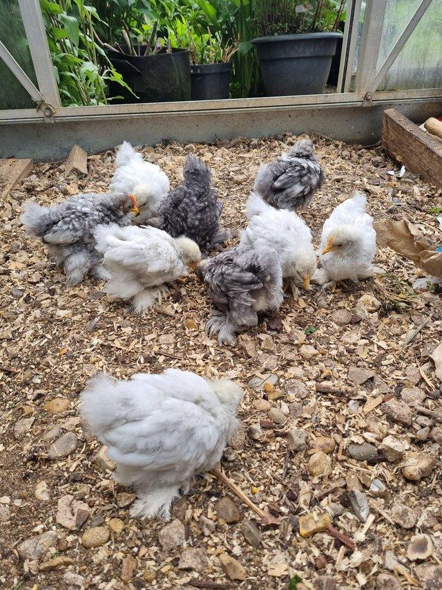 Preview of the first image of Pekin Bantam Chicks, 6weeks old, Bantam Chicks.