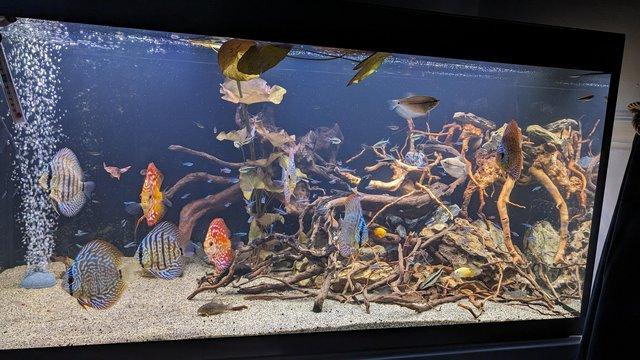 Image 3 of Group of Asian discus fish for sale