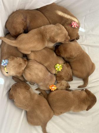 Image 6 of Kc reg fox red lab puppies ready now