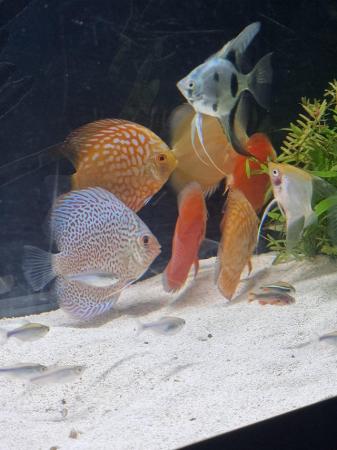 Image 5 of Discus and more fishes and fish tanks