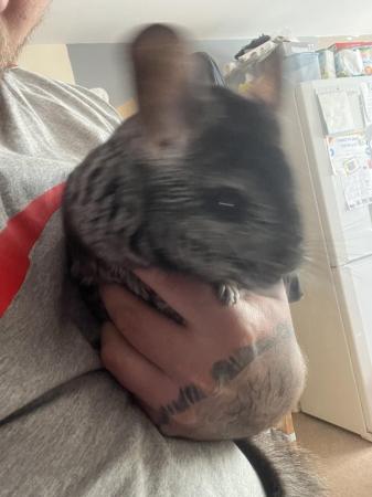 Image 3 of 3year old male chinchillas