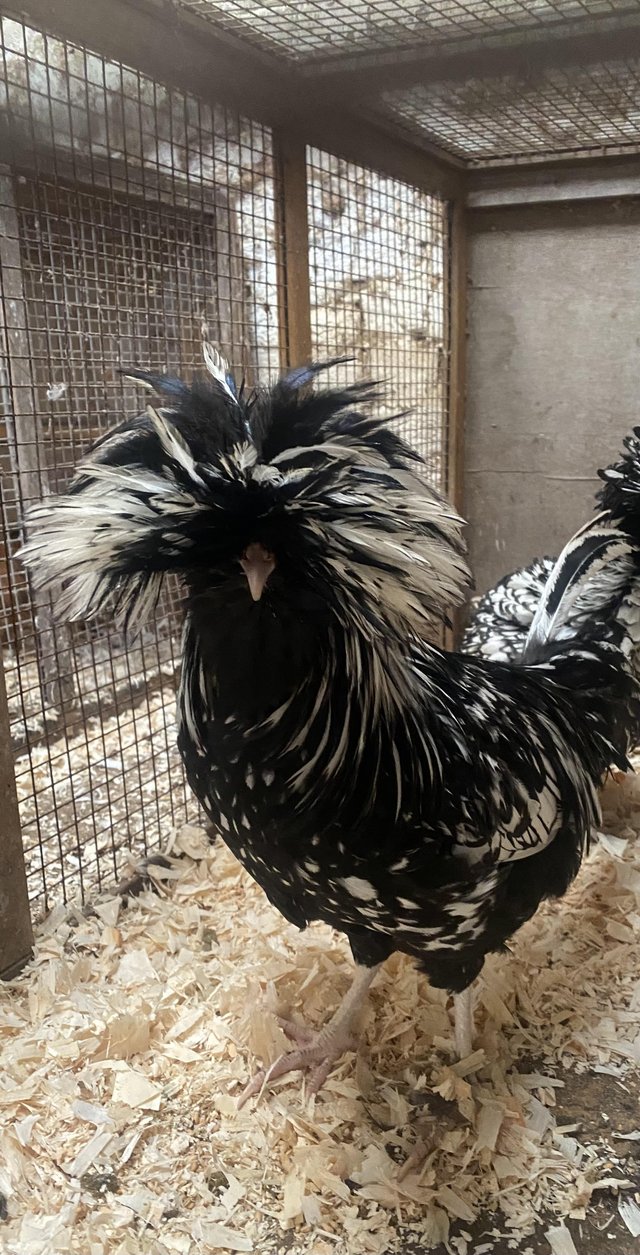 Preview of the first image of Silver laced polish cockerel free to good home.